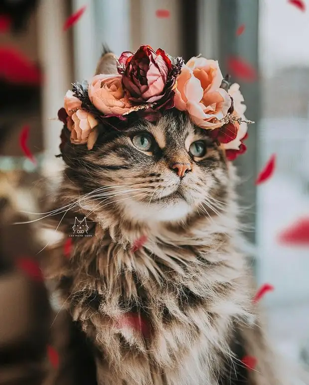 Американка делает очаровательные цветочные украшения для животных: владельцы кошек и собак в восторге